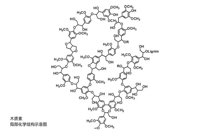 木質(zhì)素局部化學(xué)結(jié)構(gòu)示意圖